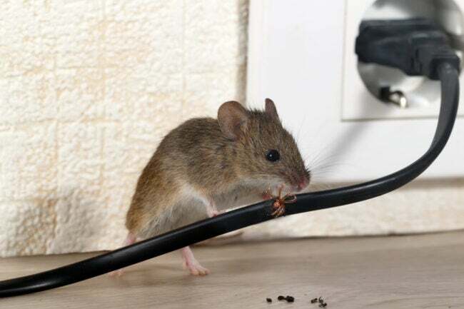 Ratón masticando cable eléctrico negro enchufado a la toma de corriente