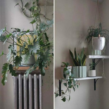 növényi polc ötletek - radiátorpolc