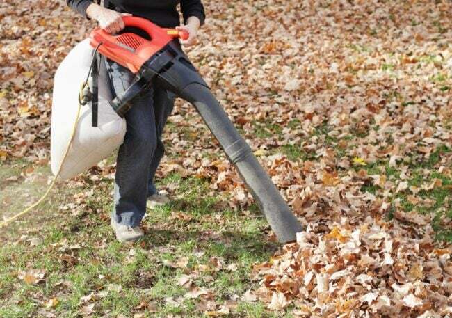 Använd en lövdammsugare för att dammsuga stora mängder fallna löv.