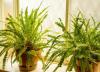 Hoe de luchtvochtigheid voor planten binnenshuis te verhogen