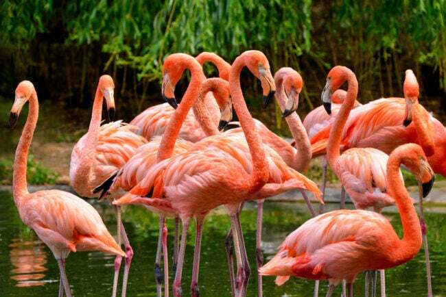 iStock-467072496 paukščiai, kurie gauna spalvą dėl to, ką jie valgo flamingais