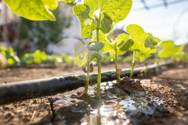 太陽光を利用したピーマン苗点滴灌漑システム