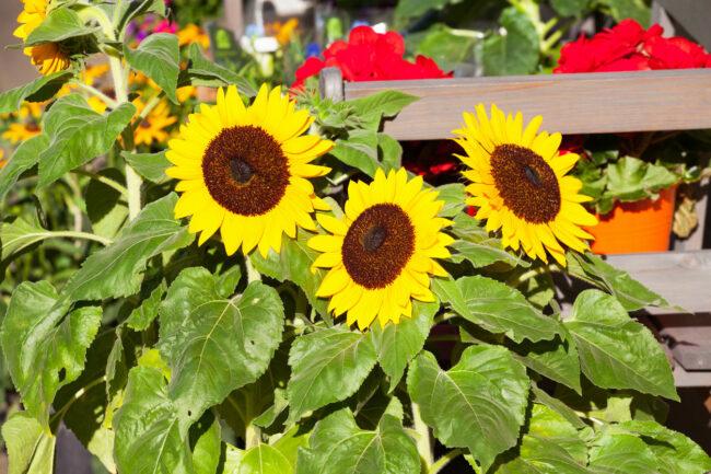 Suuret auringonkukat puutarhassa Saksassa