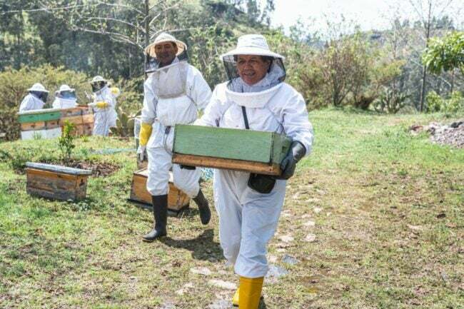 Koliko stane odstranitev čebel
