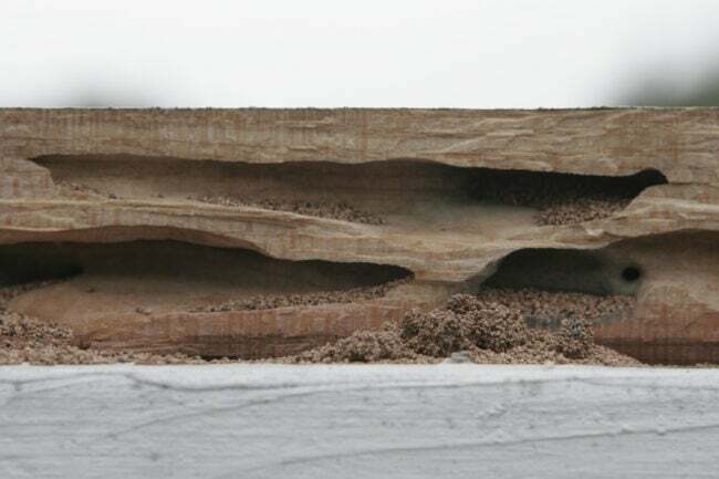 termiitti vs puuseppä muurahaisvaurio