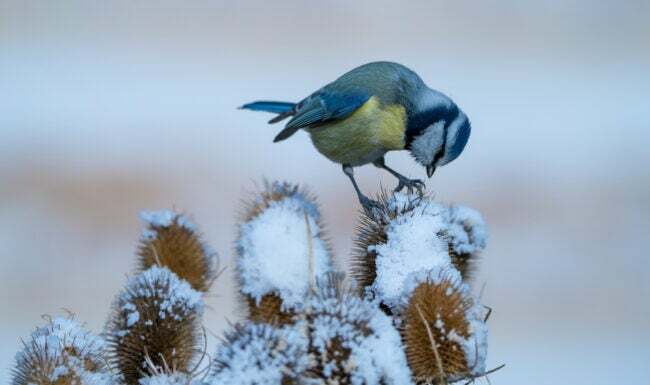 Blå sangfugl som spiser fra plante med snø på