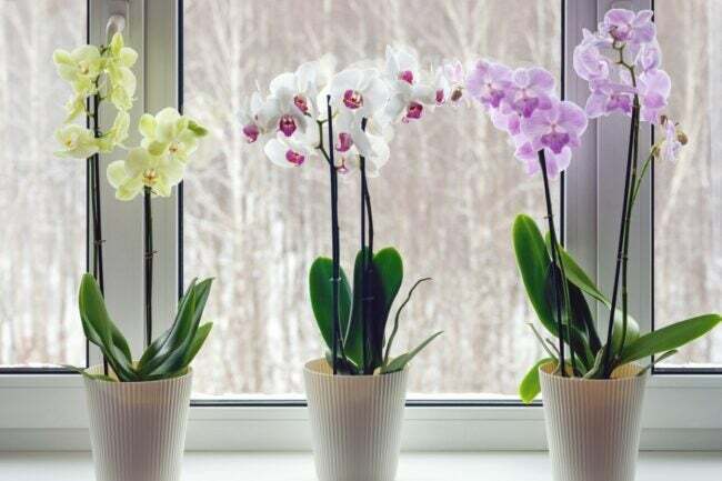 Trys orchidėjų kambariniai augalai geltonais, baltais ir šviesiai violetiniais žiedais 