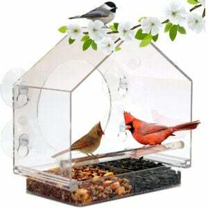 Melhores opções de alimentadores de pássaros: Alimentador de pássaros em janela