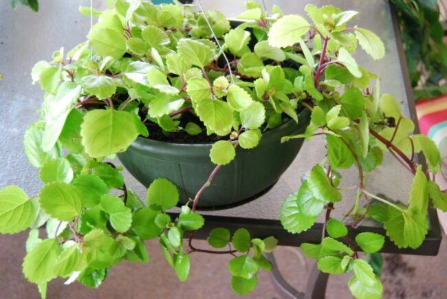 Зелена биљка шведског бршљана у контејнеру