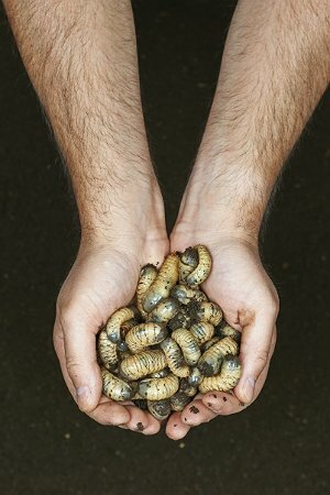 How to Get Rid of Grubs - Grubs Pulled from Dirt