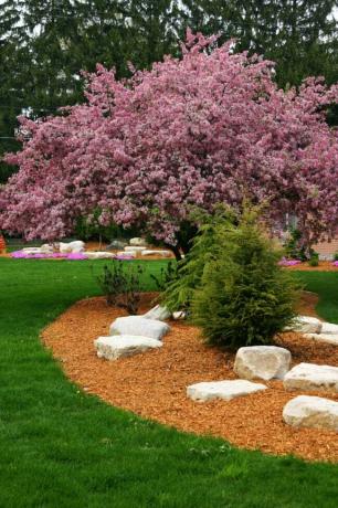 los mejores árboles para el patio trasero hermoso árbol en flor en el patio trasero ajardinado