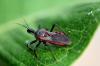 Wie man Kissing Bugs loswird: Assassin Bug Infestation Prevention Guide