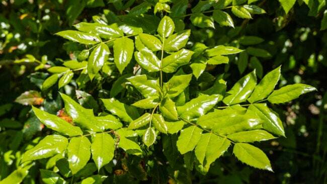 Zelené lesklé listy Mahonia aquifolium na rozmazaném tmavě zeleném pozadí. Jarní krajina zahrada. Textura listů jako pozadí. Přírodní koncept pro design. Selektivní zaměření.