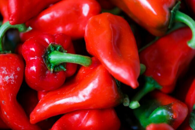 druhy paprik - červené papričky piquillo