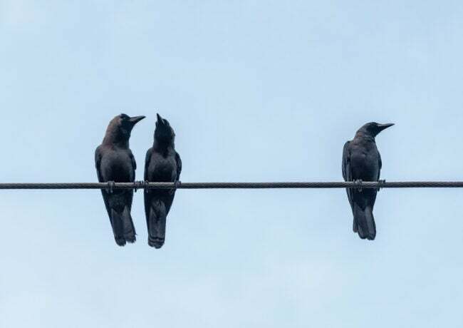 tri vrany na elektrickom kábli