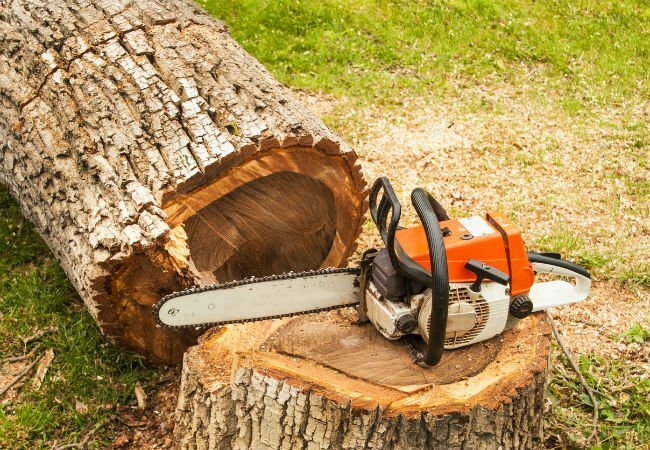 O que fazer e o que não fazer em derrubar uma árvore