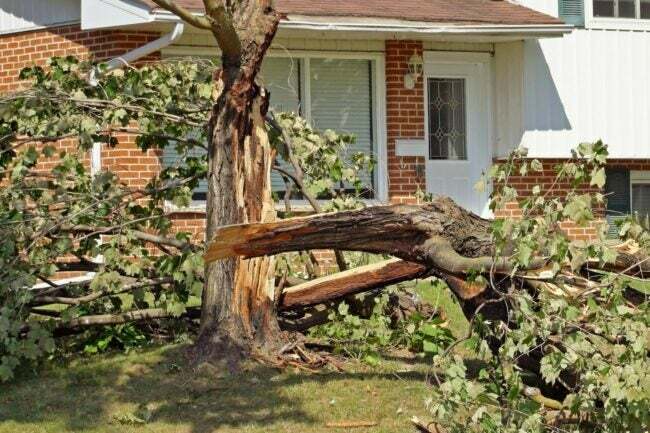 ¿El seguro de propietarios de viviendas cubre la eliminación de árboles?