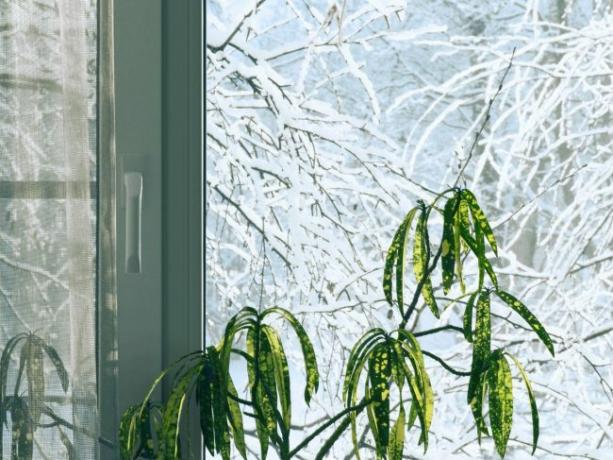 8 טיפים לטיפול בעציצים בחורף