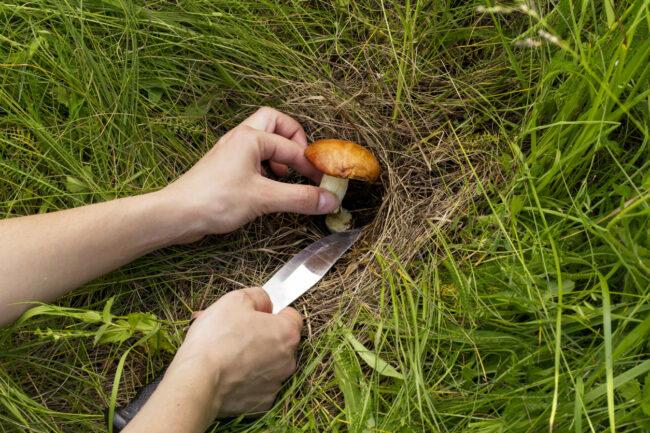 Cogumelos no gramado removem cada cogumelo em sua base