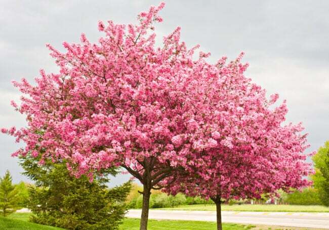 裏庭の東部アメリカハナズオウに最適な木、道路の近くに咲くピンクの花