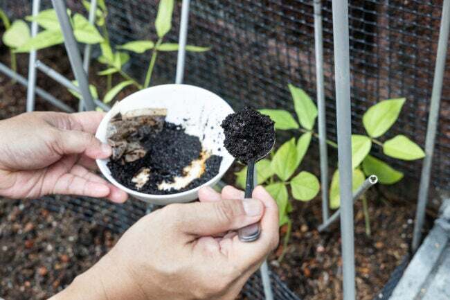 Los posos de café se añaden a las plantas de hortalizas como fertilizante orgánico natural rico en nitrógeno para un crecimiento saludable