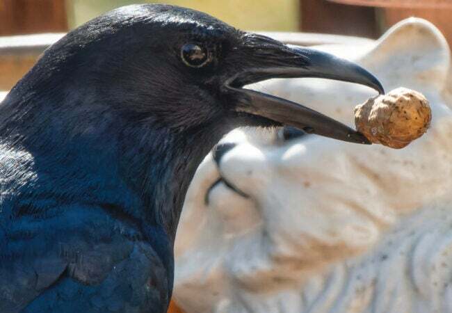 zblízka vrana jesť arašidy