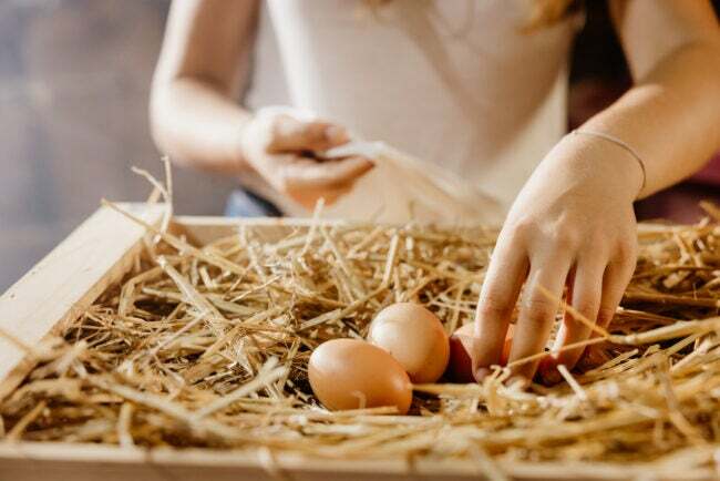 iStock-1407472164 kananmunien hinnat kasvattamassa kanoja Naisviljelijä poimimassa kananmunia heinistä