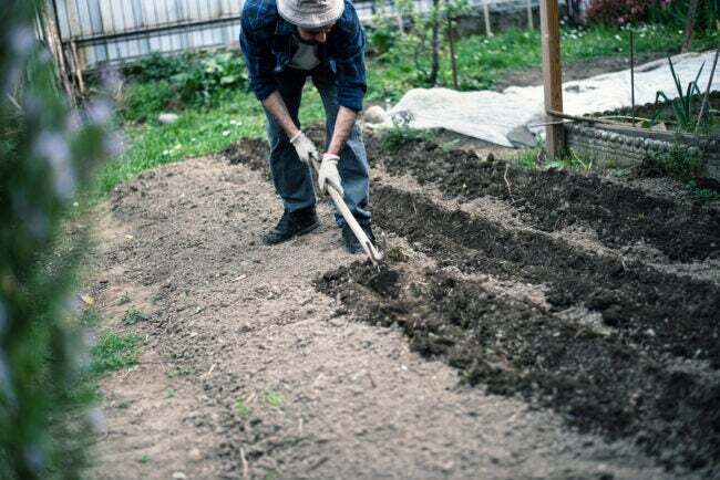 cómo cultivar un jardín sin timón: cortar y tirar con una azada de jardín