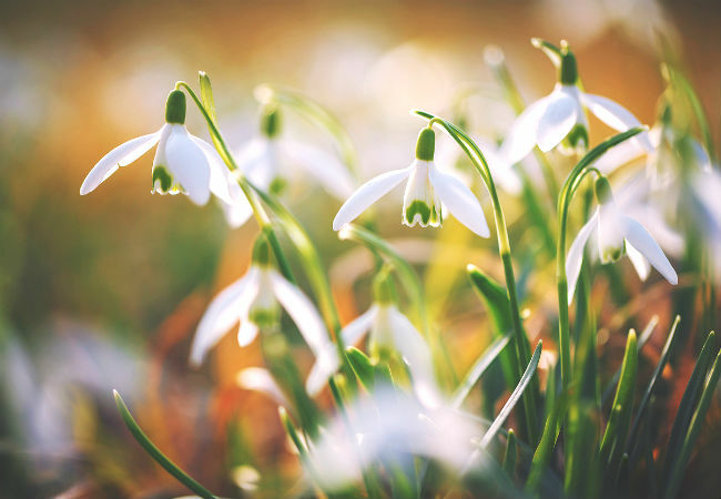 8 bunte Winterblumen, die Sie kennen sollten - Das Schneeglöckchen