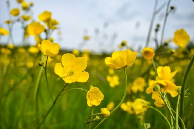 Kollased Buttercup lilled