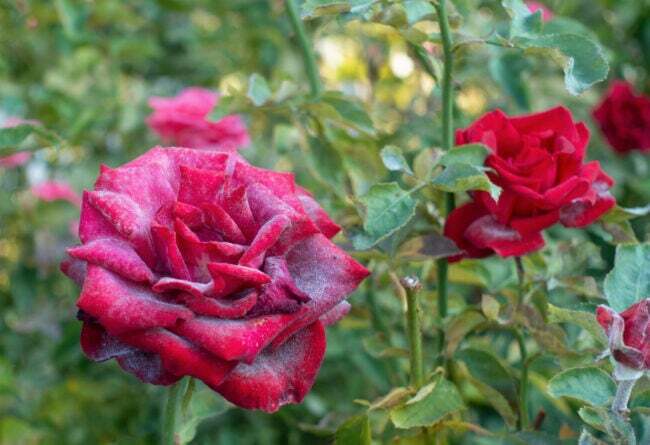 iStock-1056214736 echte meeldauw op planten echte meeldauw op donkerroze roos