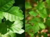 Poison Ivy vs. Poison Oak: Hva er den virkelige forskjellen?