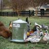 11 פריטי חובה לגידול תרנגולות בחצר האחורית