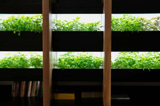 hidroponikus zöldségtermesztés a polcon, könnyű beltéri növekedési lámpákkal