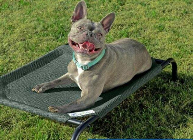 Серый французский бульдог на приподнятой кровати для домашних животных на открытом воздухе