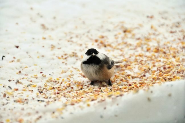 Nezabudnite na upratovanie pri zimnom kŕmení vtákov