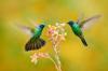 12 varonīgi kolibri fakti, kas liks jums vēlēties redzēt vairāk savā pagalmā