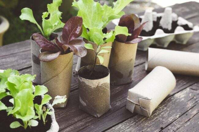 gratis sätt att starta en trädgård - plantera starter i toalettrullar