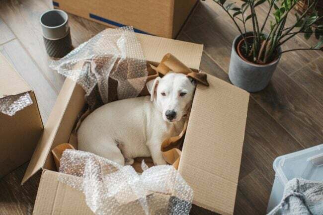 hvad man skal vide om kæledyrsvenlige lejligheder - hvid hund i åben flyttekasse