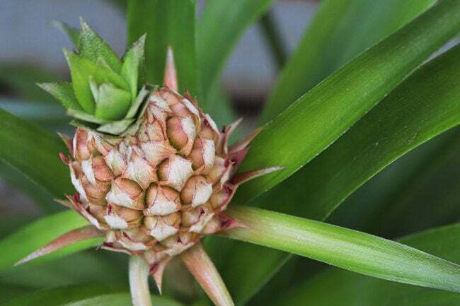 starostlivosť o rastliny ananásu