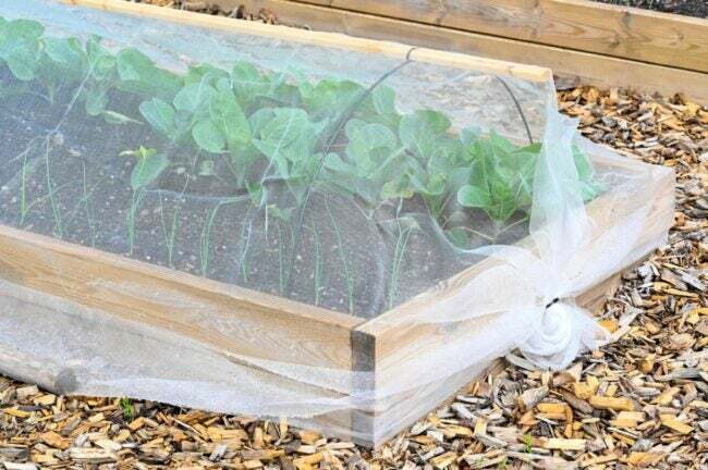 Verhoogde bedhoes over planten om sprinkhanen buiten te houden