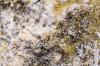 ¿Qué son los ácaros del moho? Todo lo que debe saber sobre estos bichos que comen moho