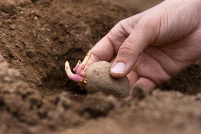 mão plantando tubérculo de batata na horta