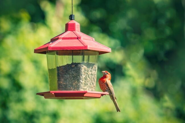 Červený vtáčik na červenom vtáčom kŕmidle naplnenom semenom
