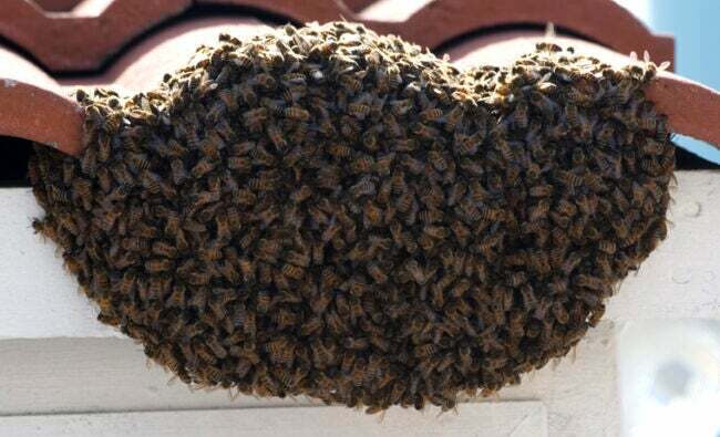 Prever o tempo com enxame de abelhas da natureza no telhado