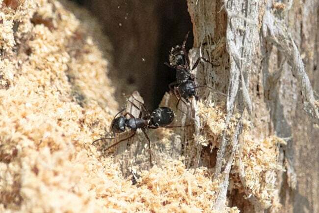 visão próxima de formigas rastejando em madeira clara de tronco de árvore morta