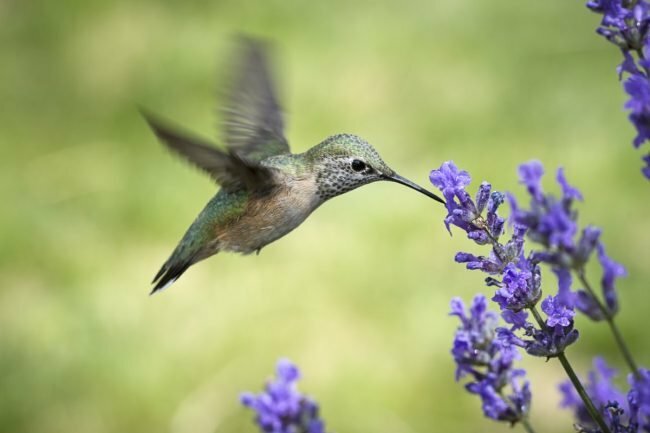Cómo atraer colibríes al jardín
