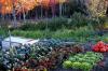 秋の野菜畑を植える3つの秘訣