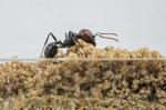 Geriausi 2022 m. skruzdžių ūkiai