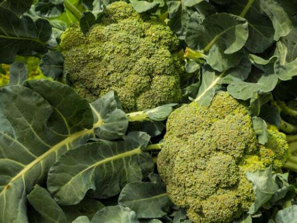 kaip auginti brokolius